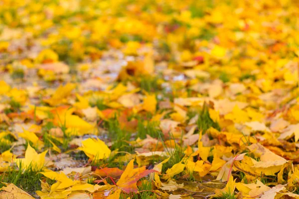 Suche Klon Kolorowy Żółty Autumn Listowie Ziemi — Zdjęcie stockowe