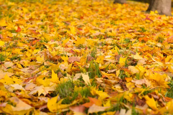 Bordo Seco Folhas Outono Amarelo Colorido Chão — Fotografia de Stock