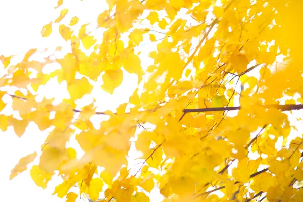Tília Dourada Com Folhas Amarelas Outono — Fotografia de Stock
