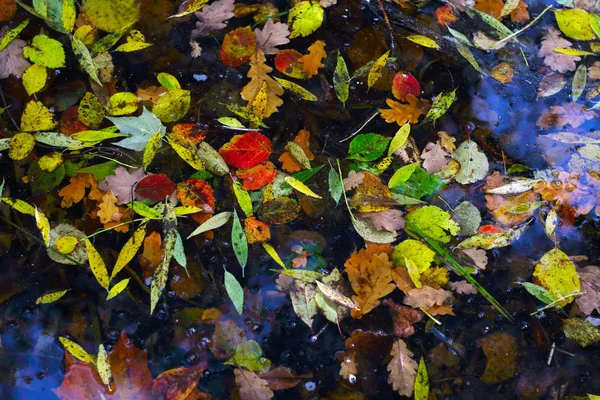 Feuilles Automne Colorées Flottant Sur Eau — Photo