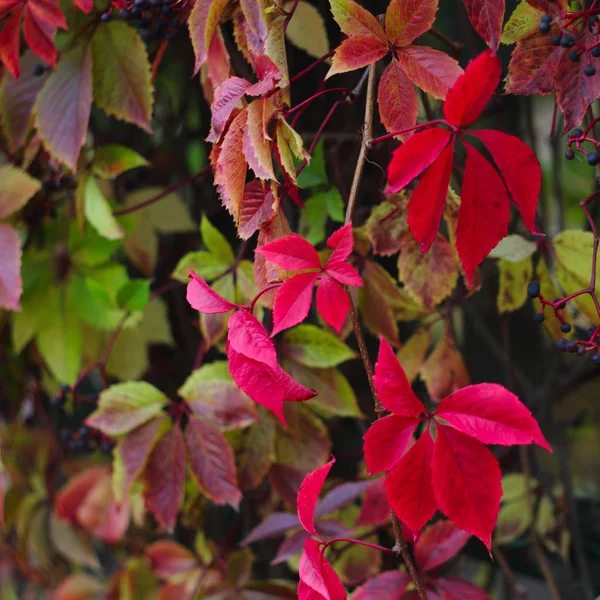 Red autumn ivy leaves close up natural defocused background