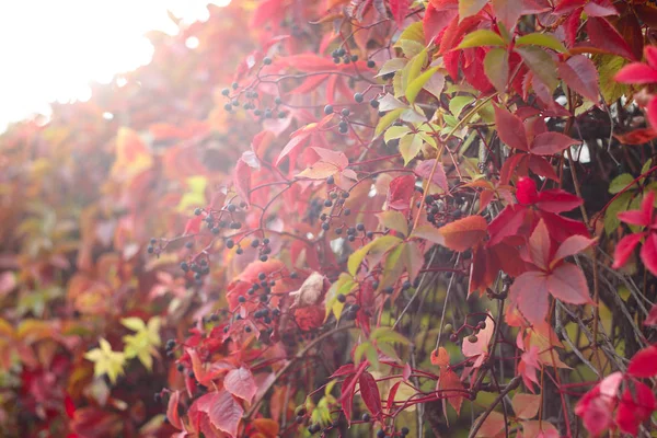 Red Autumn Ivy Leaves Close Natural Defocused Background — Stock Photo, Image