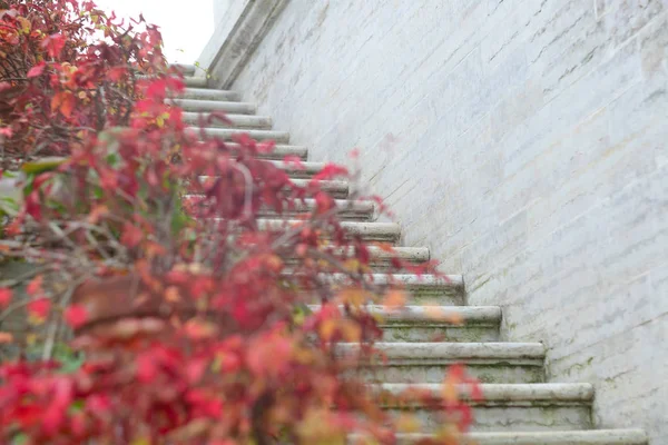 Roter Herbst Efeu Auf Steintreppen Eines Herrenhauses — Stockfoto