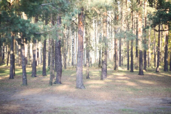 Kora Reggel Napkelte Fenyő Erdő Természetes Háttérben — Stock Fotó