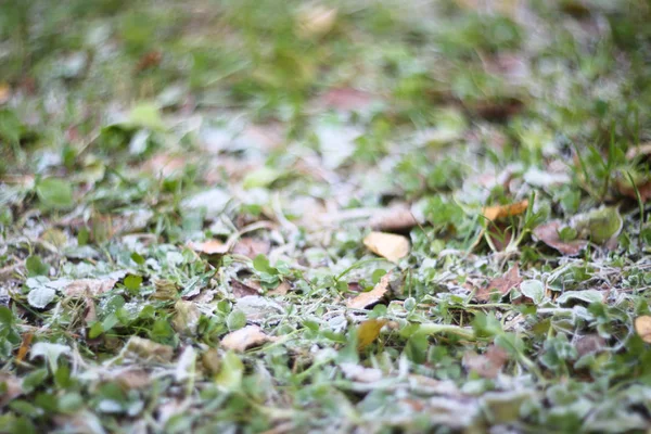 Early frost ground covered with hoarfrost and frosted green grass in the autumn season