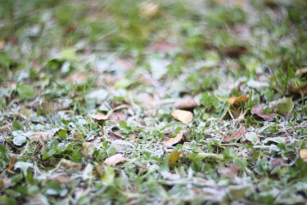 Suelo Escarcha Temprana Cubierto Escarcha Hierba Verde Escarchada Temporada Otoño —  Fotos de Stock