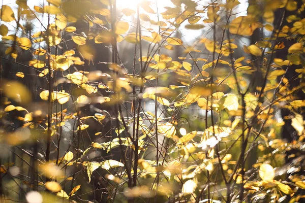 Outono Folhas Amarelas Natural Abstrato Desfocado Fundo — Fotografia de Stock