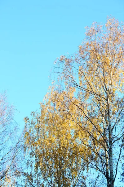 Høstens Gylne Bjørketrær Klar Blå Himmelbakgrunn – stockfoto