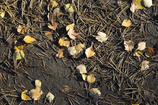 Altın Yapraklar Ile Sonbahar Orman Yere Bırakır — Stok fotoğraf