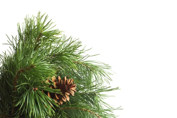 Green Pine Christmas Tree Green Branch Cones Isolated White Background — Stock Photo, Image