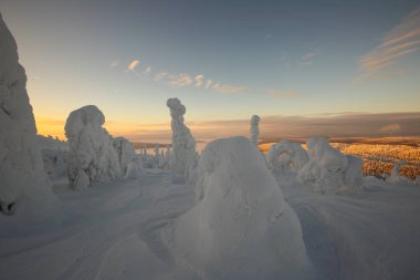 Günbatımında Finlandiya 'da orman ve göl manzarası.
