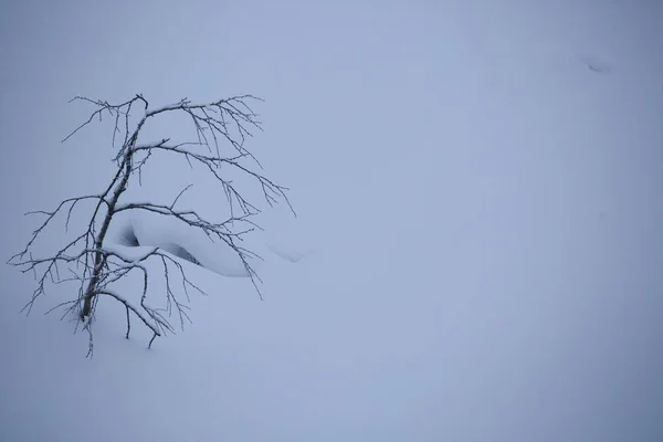 Een Eenzame Boom Staat Isolted Een Veld Met Sneeuw Winter — Stockfoto