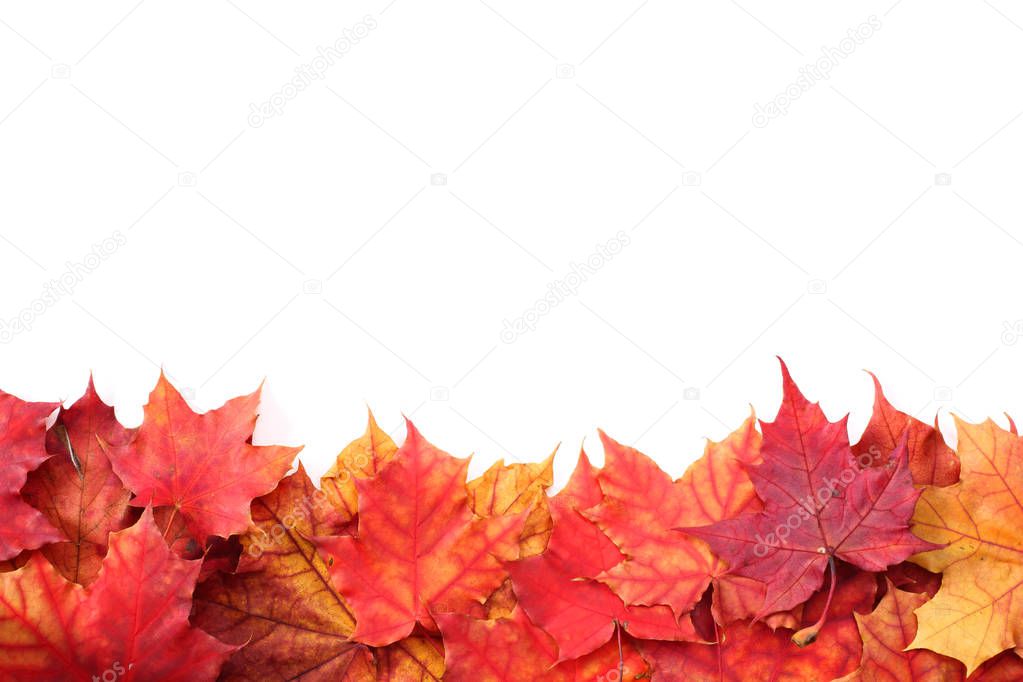 Isolated Autumn Leaves border frame isolated on white design element with copy space for text