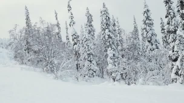 拉普兰的雪覆盖了冷杉 是免费的滑雪胜地 — 图库视频影像
