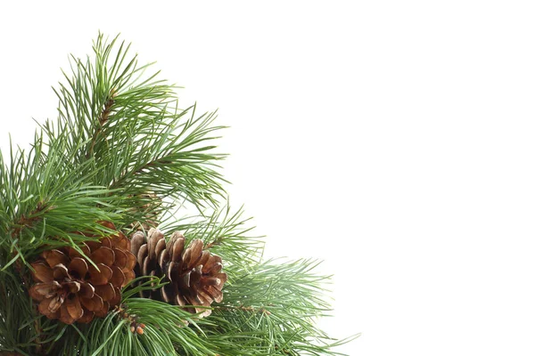 Verde Pino Albero Natale Ramo Verde Coni Isolati Sfondo Bianco — Foto Stock