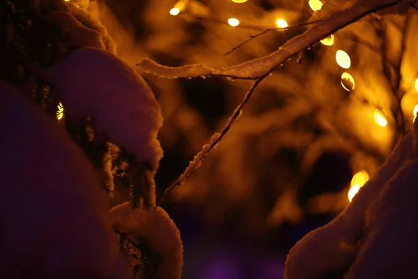 Lumières Magiques Lumineuses Colorées Hiver Forêt Neige Période Noël — Photo