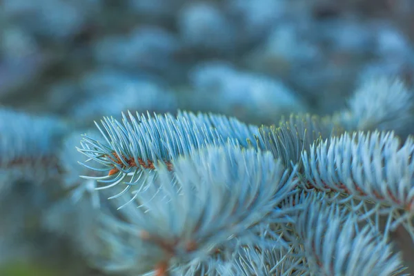 Zweige Der Blautanne Natürlichen Hintergrund Mit Kopierraum Für Text Winter — Stockfoto