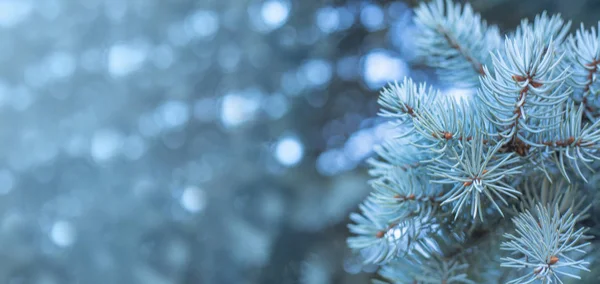 Takken Van Blauwe Dennenboom Natuurlijke Achtergrond Met Kopieerruimte Voor Tekst — Stockfoto