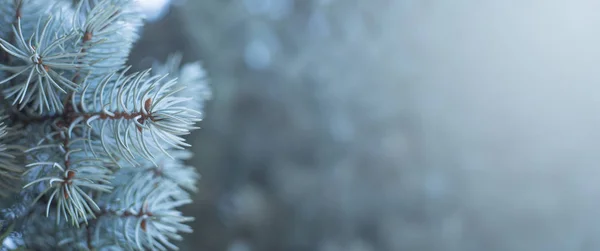 Takken Van Blauwe Dennenboom Natuurlijke Achtergrond Met Kopieerruimte Voor Tekst — Stockfoto