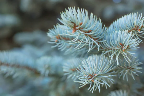 Takken Van Blauwe Dennenboom Natuurlijke Achtergrond Met Kopieerruimte Voor Tekst — Stockfoto