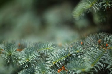 Köknar ağacının doğal arkaplan dalları ve metin kış mevsimi soğuk don Noel konsepti için kopyalama alanı