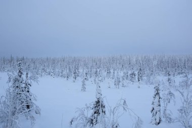 Ağaçlarla kaplı güzel, harika bir manzara. Kış ve kar kutup dairesi iklimi.
