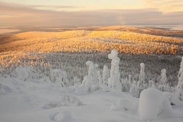 Fairy Tale Beautiful Winter Landscape Mountain Arctic Winter Forest Fir — Stock Photo, Image