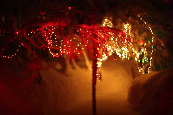 Colorful glowing magic lights in winter snow forest Christmas time