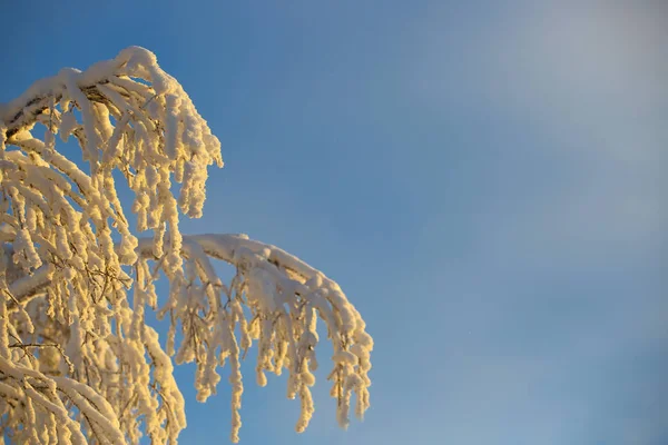 Alberi Ricoperti Gelo Neve Circolo Polare Artico Clima — Foto Stock