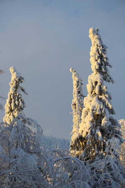 Árvores Cobertas Com Geada Neve Círculo Ártico Clima Polar — Fotografia de Stock