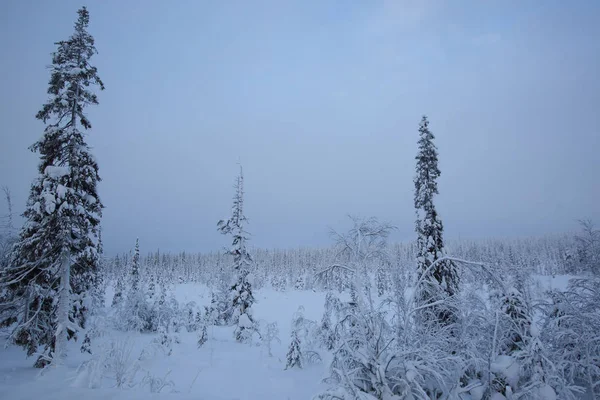 Bela Paisagem Maravilhosa Com Árvores Cobertas Com Geada Neve Círculo — Fotografia de Stock