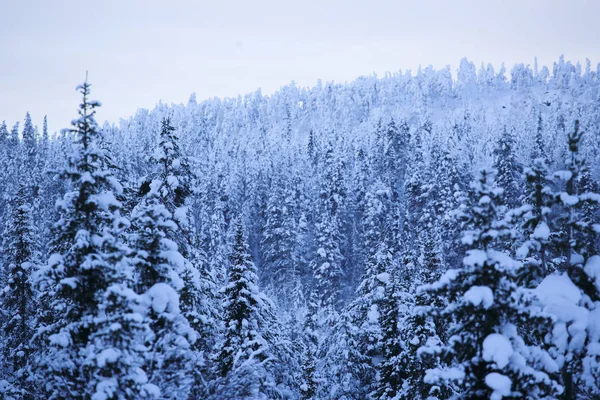 Paisaje Invernal Montañas Abetos Cubiertos Nieve — Foto de Stock