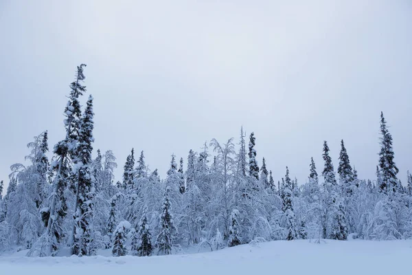 Hermoso Paisaje Maravilloso Con Árboles Cubiertos Heladas Nieve Círculo Ártico — Foto de Stock