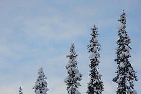 Bomen Bedekt Met Ijzel Sneeuw Poolcirkel Poolklimaat — Stockfoto