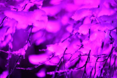 Yılbaşı zamanı, kar ormanlarında renkli, parlak, sihirli ışıklar.