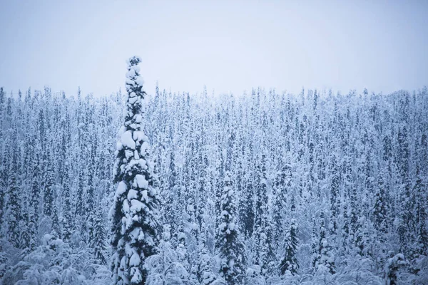 Abeto Cubierto Nieve Estación Esquí Para Freeride Laponia — Foto de Stock