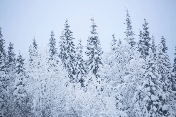 Kar Köknar Ağaçlarını Kaplamıştı Kayak Merkezi Laponya — Stok fotoğraf