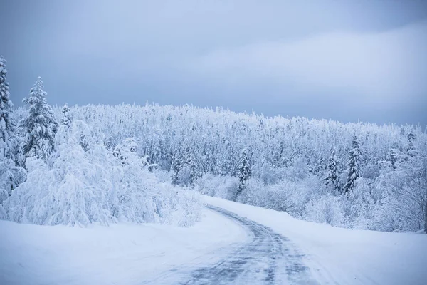 Snowy road surrounded by pine trees in snow, Lapland