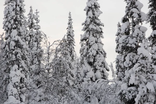 Abeto Árboles Cubiertos Escarcha Nieve Círculo Ártico Clima Polar — Foto de Stock