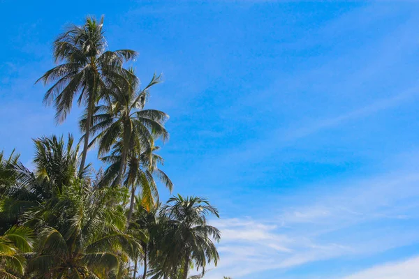 Bos Van Palmbomen Blauwe Zonnige Hemel Achtergrond — Stockfoto