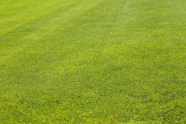 Golf Sahası yeşil çim arka plan.