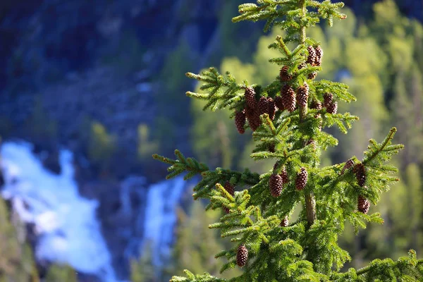 Fir tree met kegels — Stockfoto