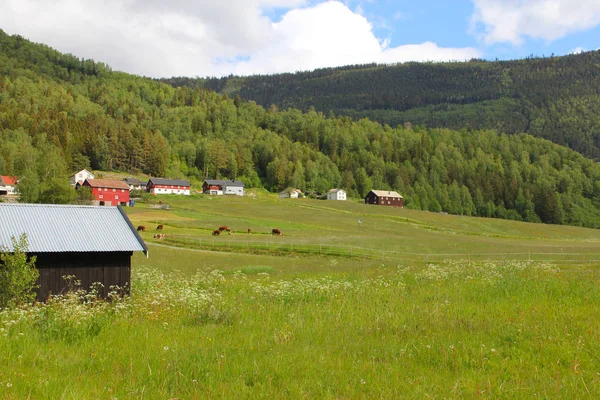 Krowy pastwisku na zielonym polu, Norwegia — Zdjęcie stockowe