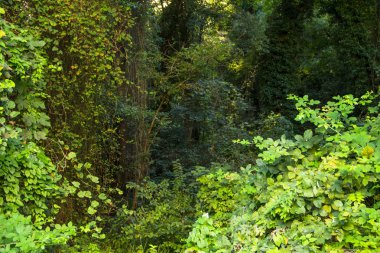 Yağmur ormanı Baltata rezervasyon