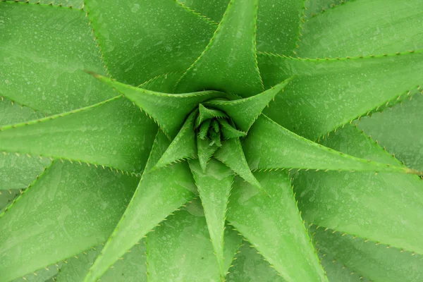 Aloe Aristata bakgrund — Stockfoto