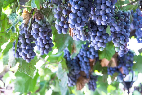 Red grape at vine — Stock Photo, Image