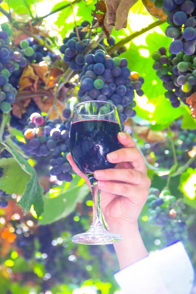 Kırmızı şarap tutan el — Stok fotoğraf