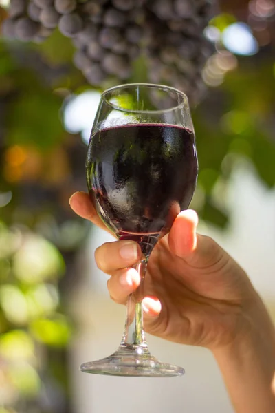 Hand holding rode wijn — Stockfoto
