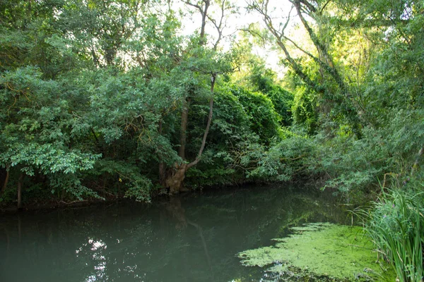 Rain Forest Baltata rezerwacja — Zdjęcie stockowe