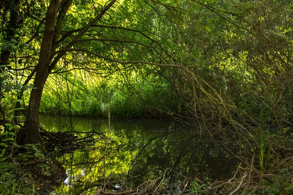 Rain Forest Baltata rezerwacja — Zdjęcie stockowe